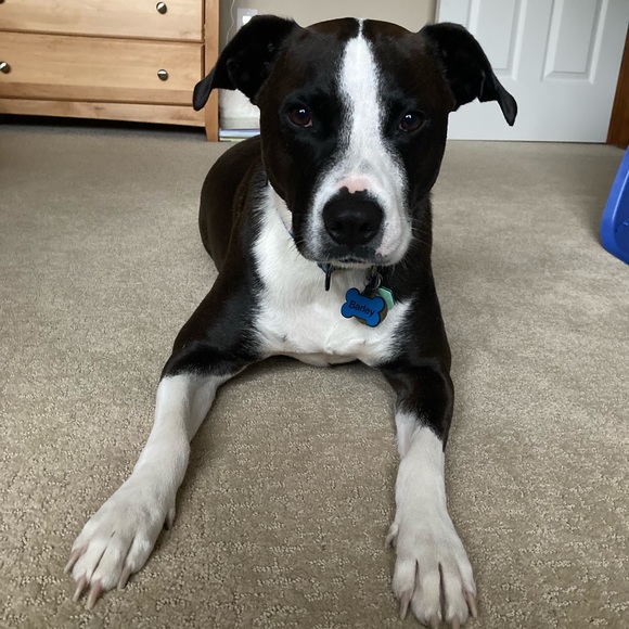 Meet your Posher, Rachel - Picture 1 of 1